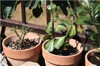 1decd1d1-IMG_5767 adenium - reznice.jpg